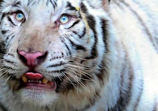 Justicia incauta ocho tigres a circo Fuentes Gasca,parte de ellos serán recíbidos en el zoo.De Quilpué