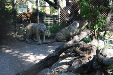 Dos tigres blancos llegan a Zoológico de Quilpué.