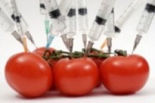 Cultivo de transgénicos en Chile.