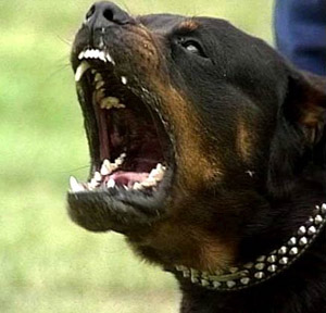 Perro rottweiler ataca a niño de tres años en Quilpué.