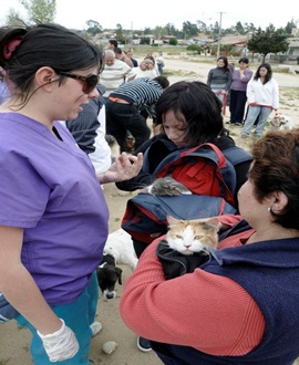 Municipalidad de Quilpué realiza operativos  de desparasitación de mascotas en barrios.