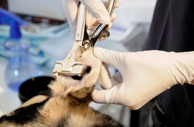 Municipio quilpuino lanza nueva ordenanza de tenencia responsable de mascotas.