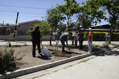 Plan de forestación impulsado por Municipio quilpueíno involucra a vecinos en cuidado de los árboles.