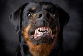 Cuatro perros rottweilers atacan a menor de 4 años en Villa Alemana.
