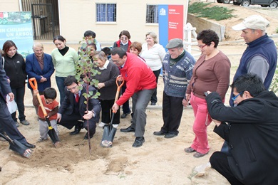 Programa de arborización en Quilpué beneficia a familias  de Los Lirios 5.