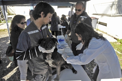 Se inició operativo de vacunación antirrábica para perros y gatos de la comuna de Quilpué.