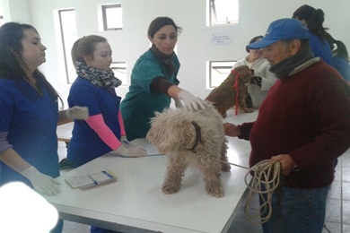 Departamento de Salud Municipal de Limache,realiza operativo de vacunación antirrábica a perros callejeros.