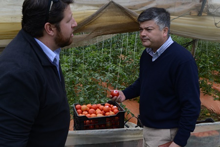 01 10 2015limachetomates074