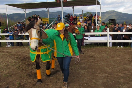 Con aportes del Gobierno Regional se puso   en marcha centro de Hipoterapia en la   provincia de Quillota.