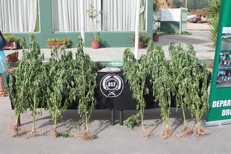 Incautación deja 543 plantas de marihuana en sector de Lo Orozco.