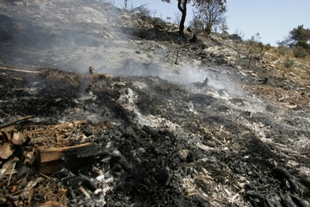 Incendios forestales: Experto propone regular el crecimiento de las ciudades antes que afecte vidas humanas.