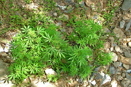 Experto descarta que modelo uruguayo de venta de cannabis estatal deba ser imitado por Chile.