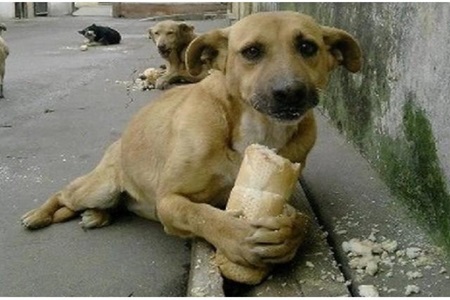 Dime cómo eres y te diré qué perro necesitas.