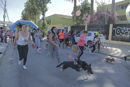 Con gran éxito se desarrolló nueva “Corrida Canina” en la comuna de Quilpué.