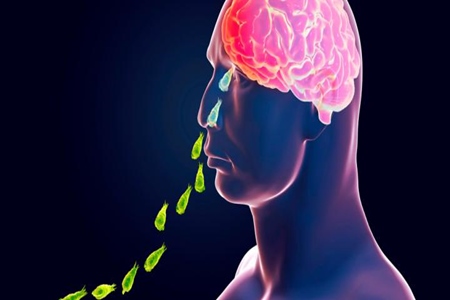 Seremi de salud envía resultados de análisis indicando que no existe presencia de ameba come cerebros.