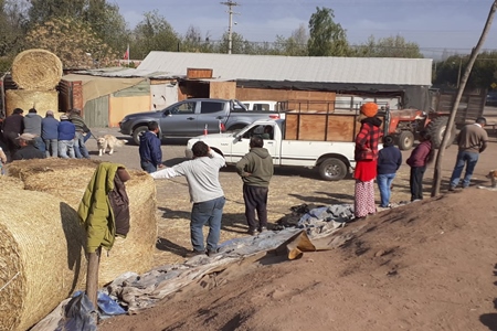 Crianceros de Putaendo reciben alimento para su ganado gestionado por diputados Flores y Verdessi (DC).