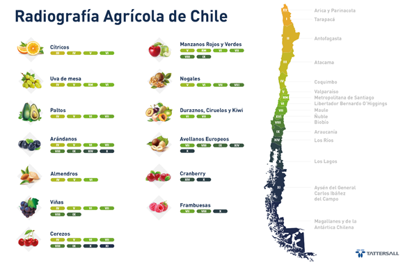 La cereza se posiciona como la favorita de la producción frutícola en Chile.
