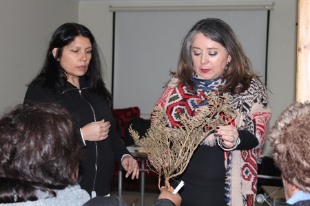 Estudio UPLA confirma que planta descontamina suelos con metales pesados como plomo o arsénico