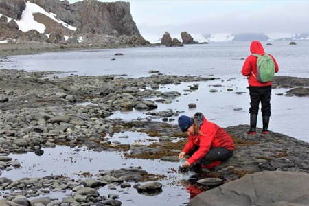 Estudio sobre macroalgas de la Antártica entrega pistas para paliar impactos de la radiación UV en la salud humana