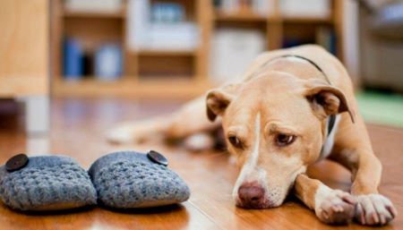 Vacaciones familiares: ¿Cómo enfrentan perros y gatos el desafío de quedarse solos?