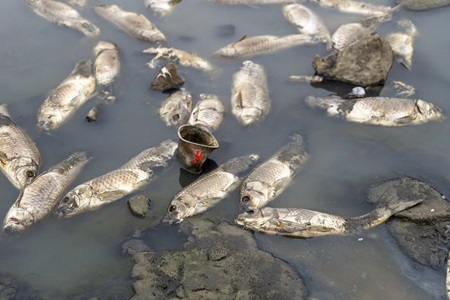 Municipio de Quilpué fiscaliza Tranque Recreo por peces muertos.