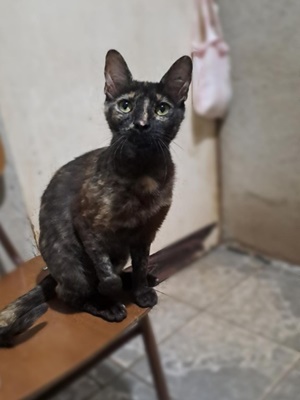 Jornada de Adopción en apoyo a los animales rescatados de los incendios en Valparaíso